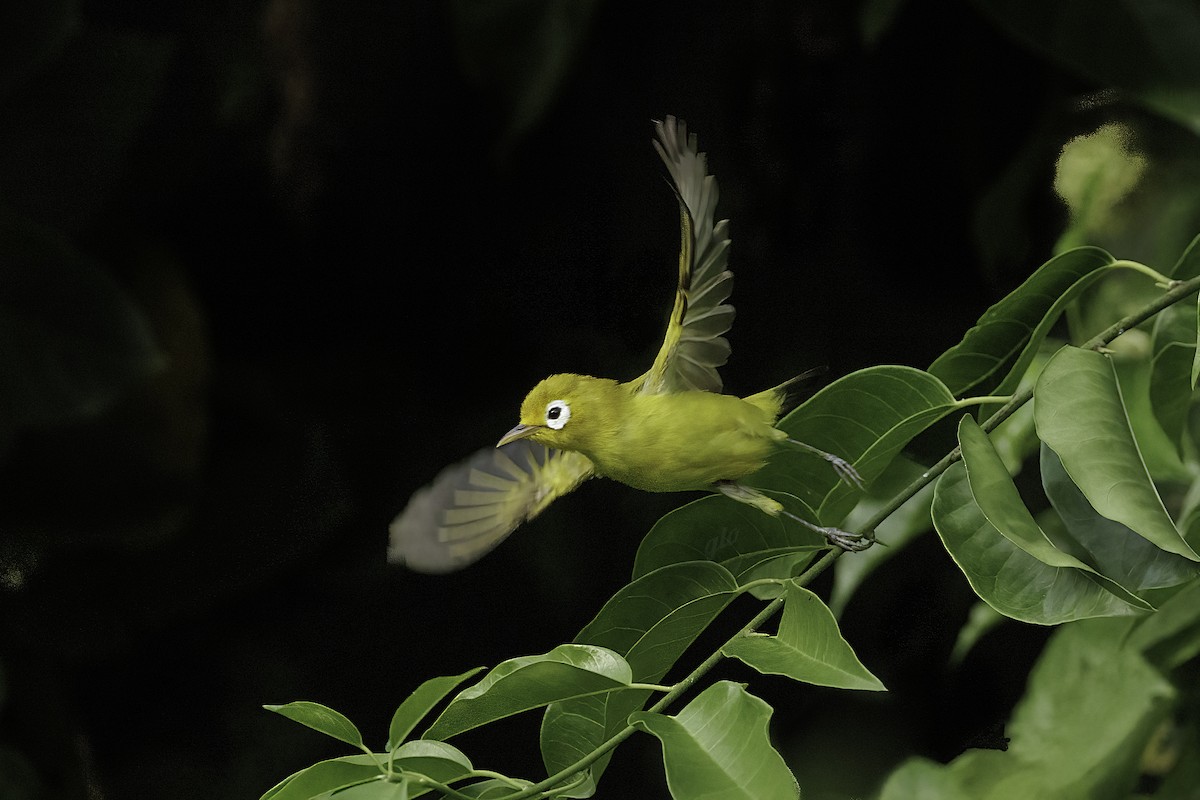 Wakatobi White-eye - ML636709640