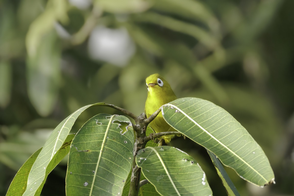 Wakatobi White-eye - ML636709641