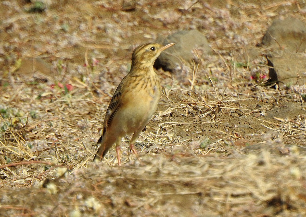 Paddyfield Pipit - ML636709654