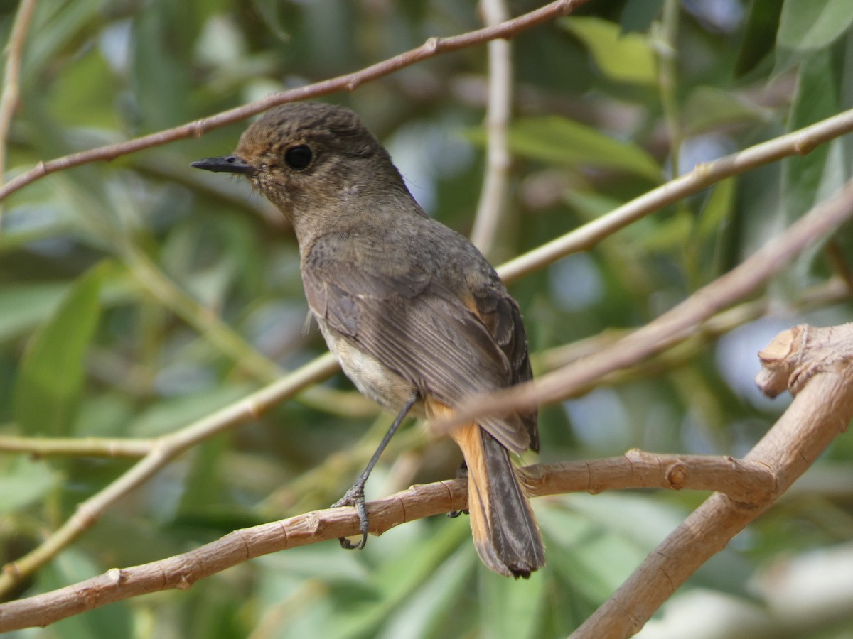Hodgson's Redstart - ML636709659