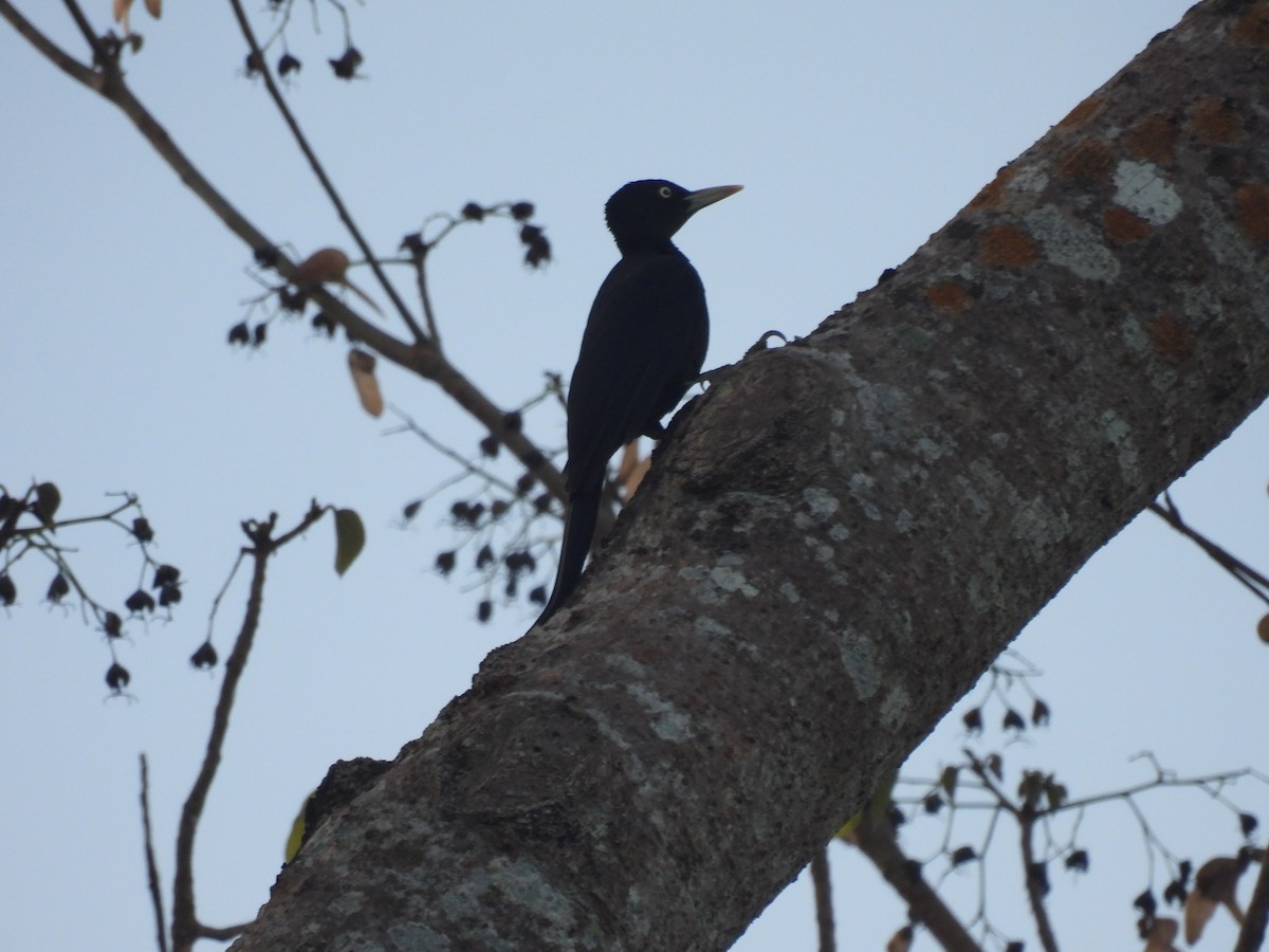 Northern Sooty-Woodpecker - ML636709662