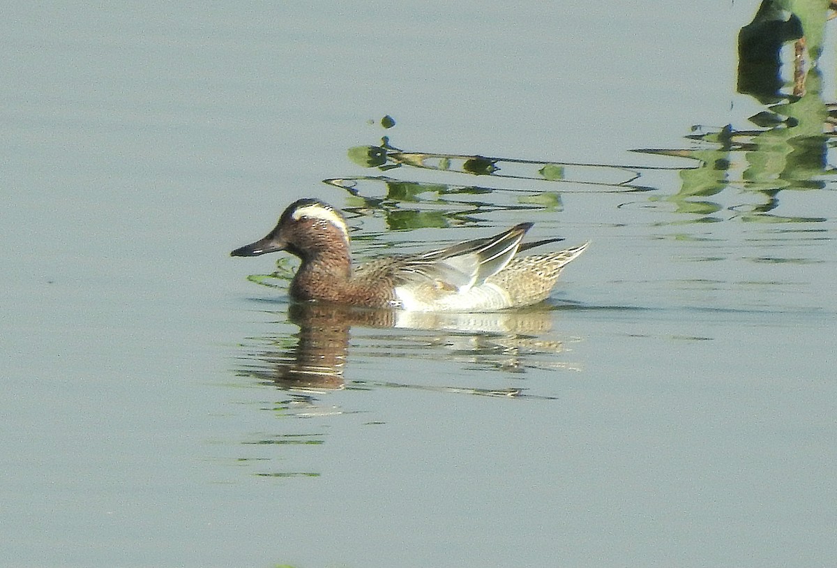 Garganey - ML636709668