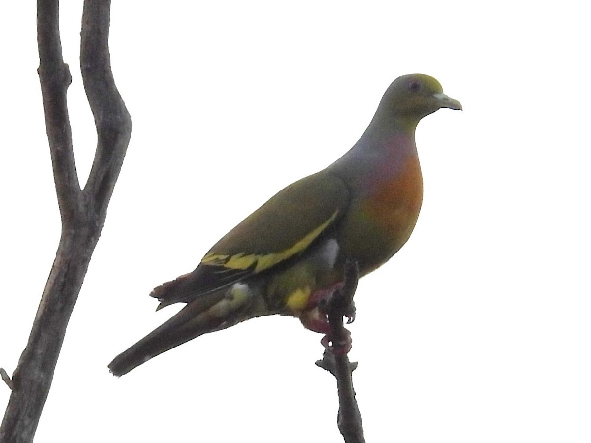 Orange-breasted Green-Pigeon - ML636709669