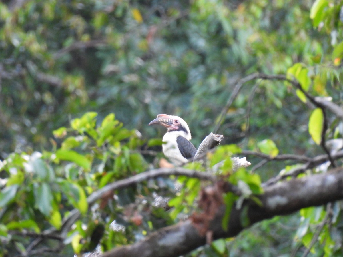 Luzon Hornbill - ML636709712