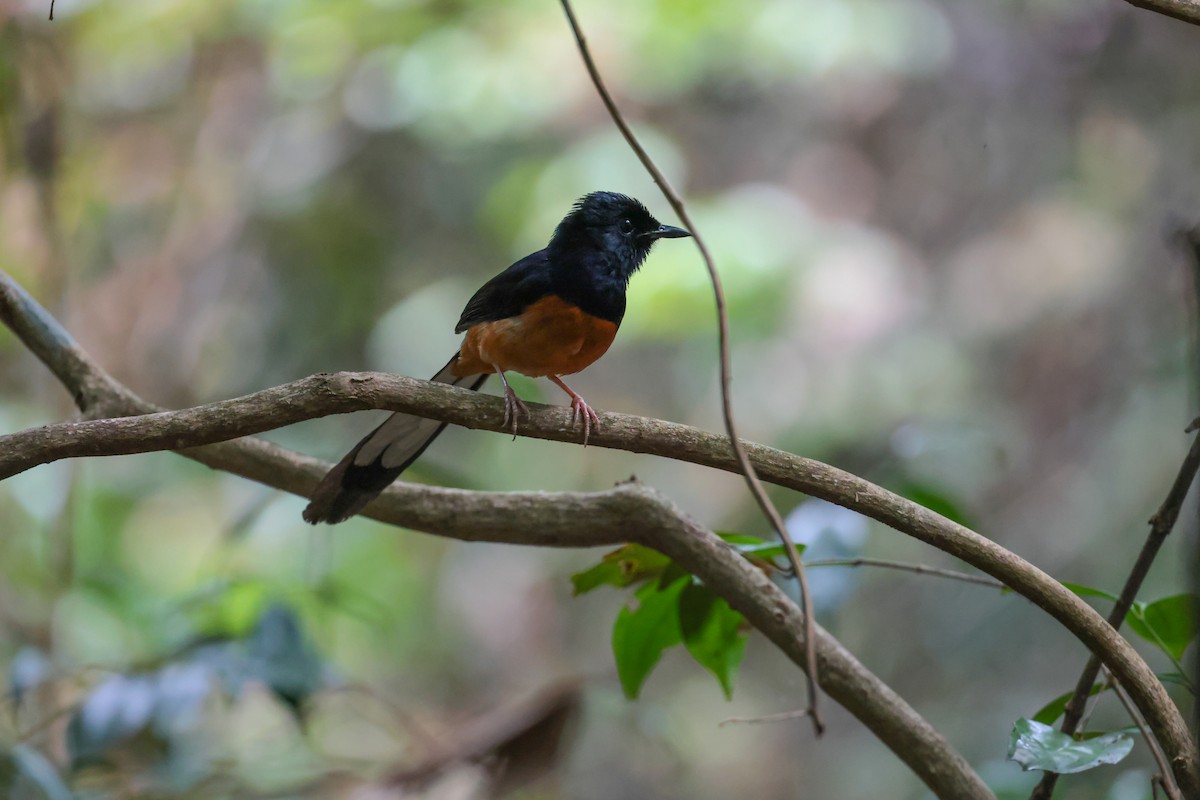 White-rumped Shama - ML636709724