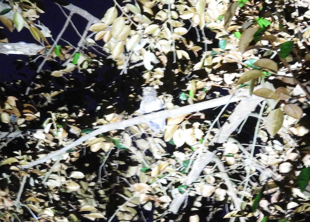 Luzon Boobook - ML636709729