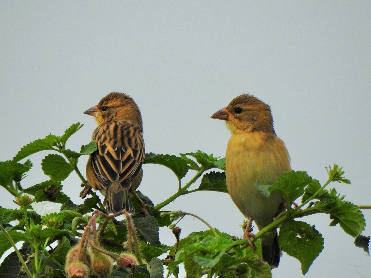 Baya Weaver - ML636709739