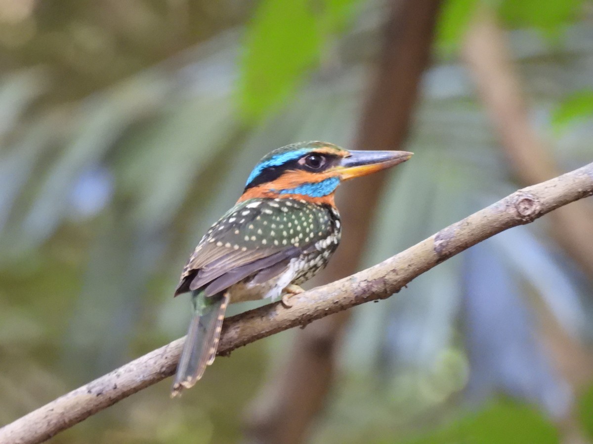 Spotted Kingfisher - ML636709744