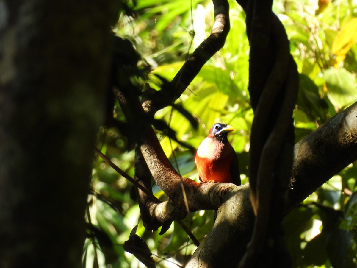Philippine Trogon - ML636709748