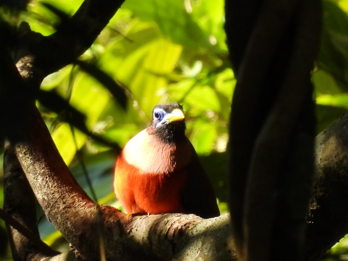 Philippine Trogon - ML636709749