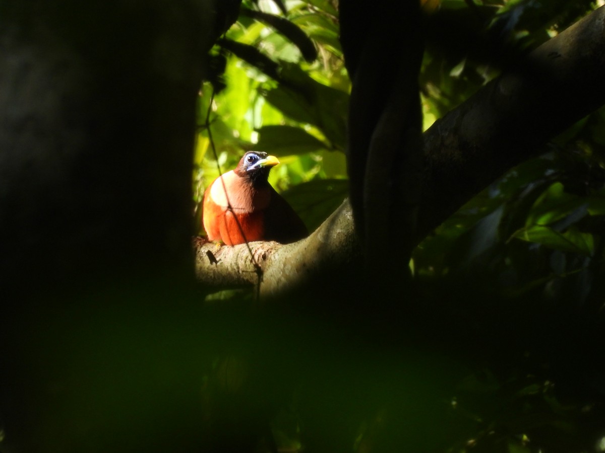Philippine Trogon - ML636709751