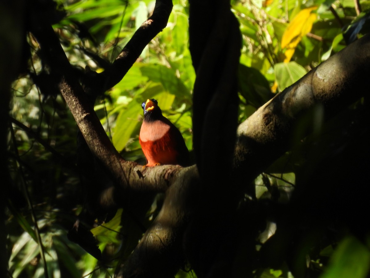 Philippine Trogon - ML636709757