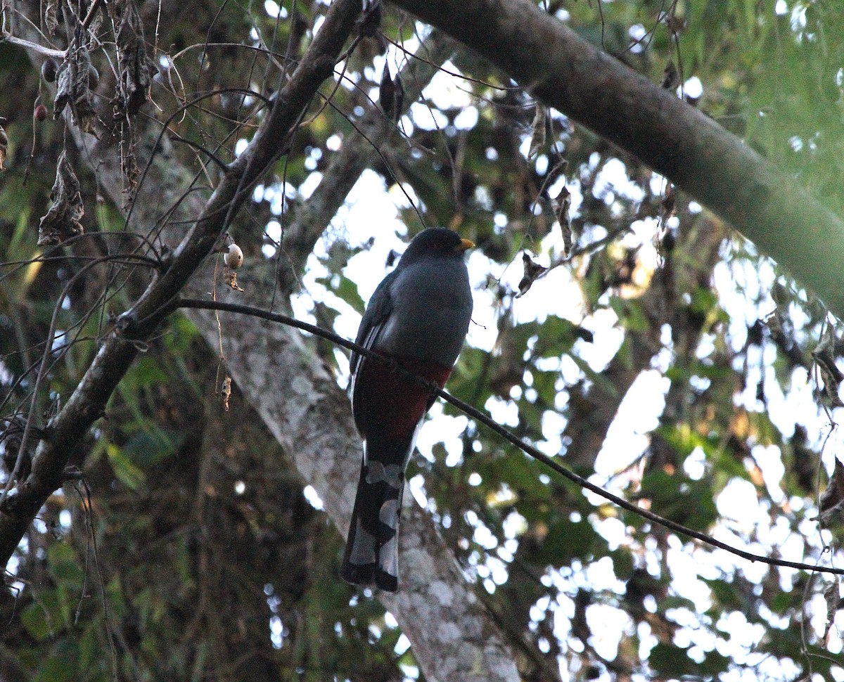 Hispaniolan Trogon - ML636709772