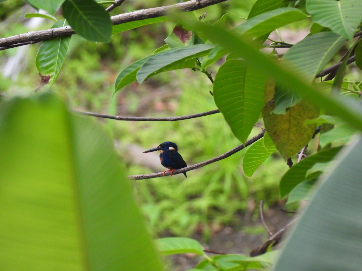 Indigo-banded Kingfisher - ML636709775