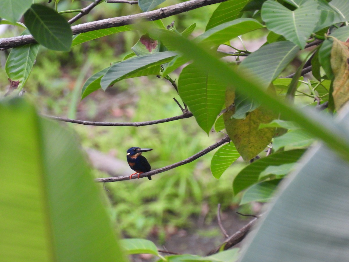 Indigo-banded Kingfisher - ML636709777