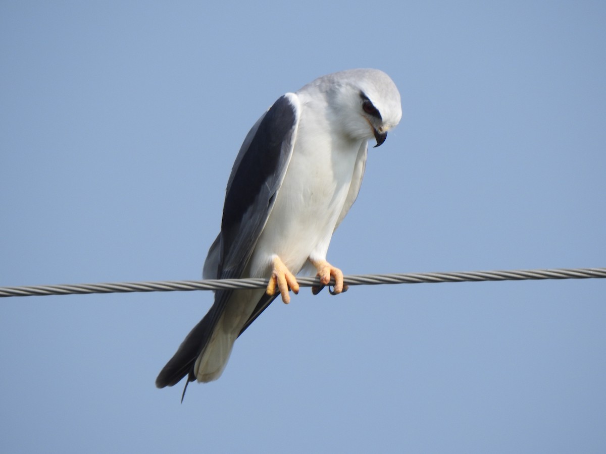 Black-winged Kite - ML636709803