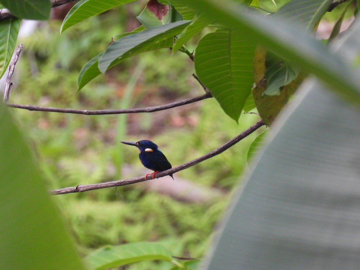Indigo-banded Kingfisher - ML636709808