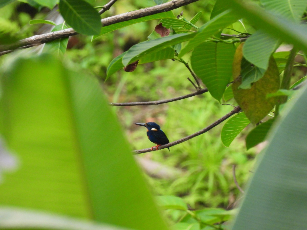Indigo-banded Kingfisher - ML636709809