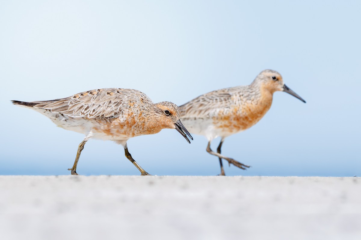 Red Knot - Brad Reinhardt