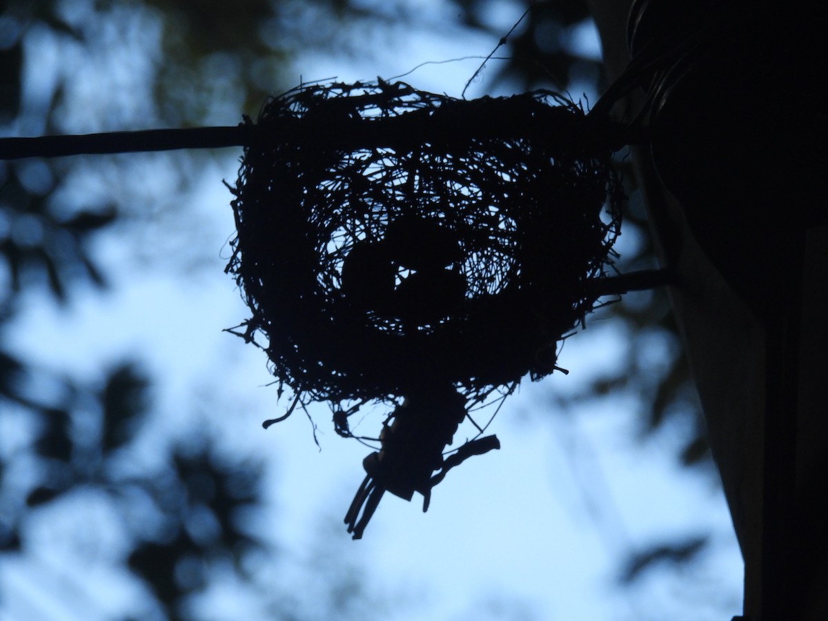 Short-tailed Drongo - ML636709855