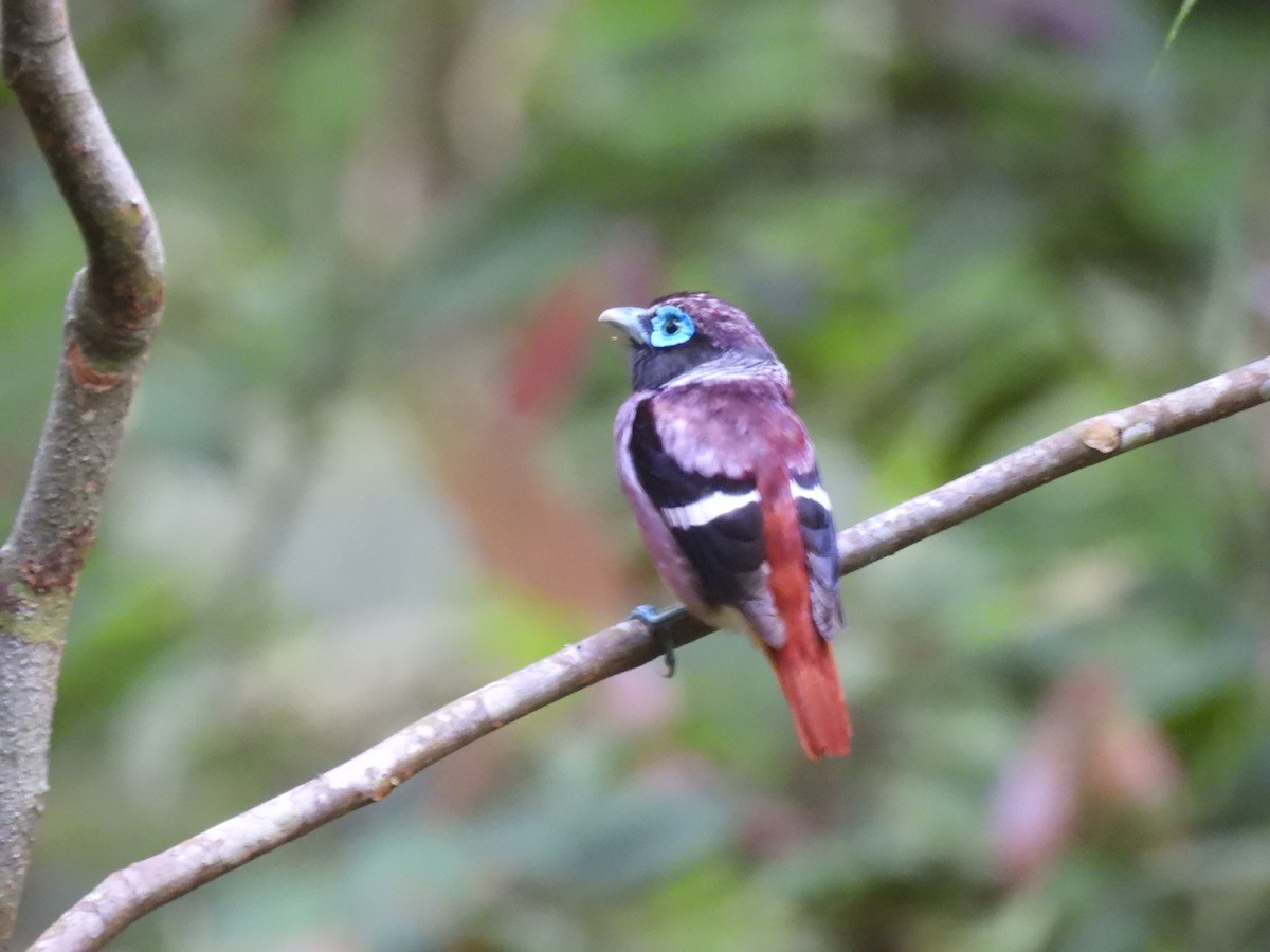 Visayan Broadbill - ML636709866