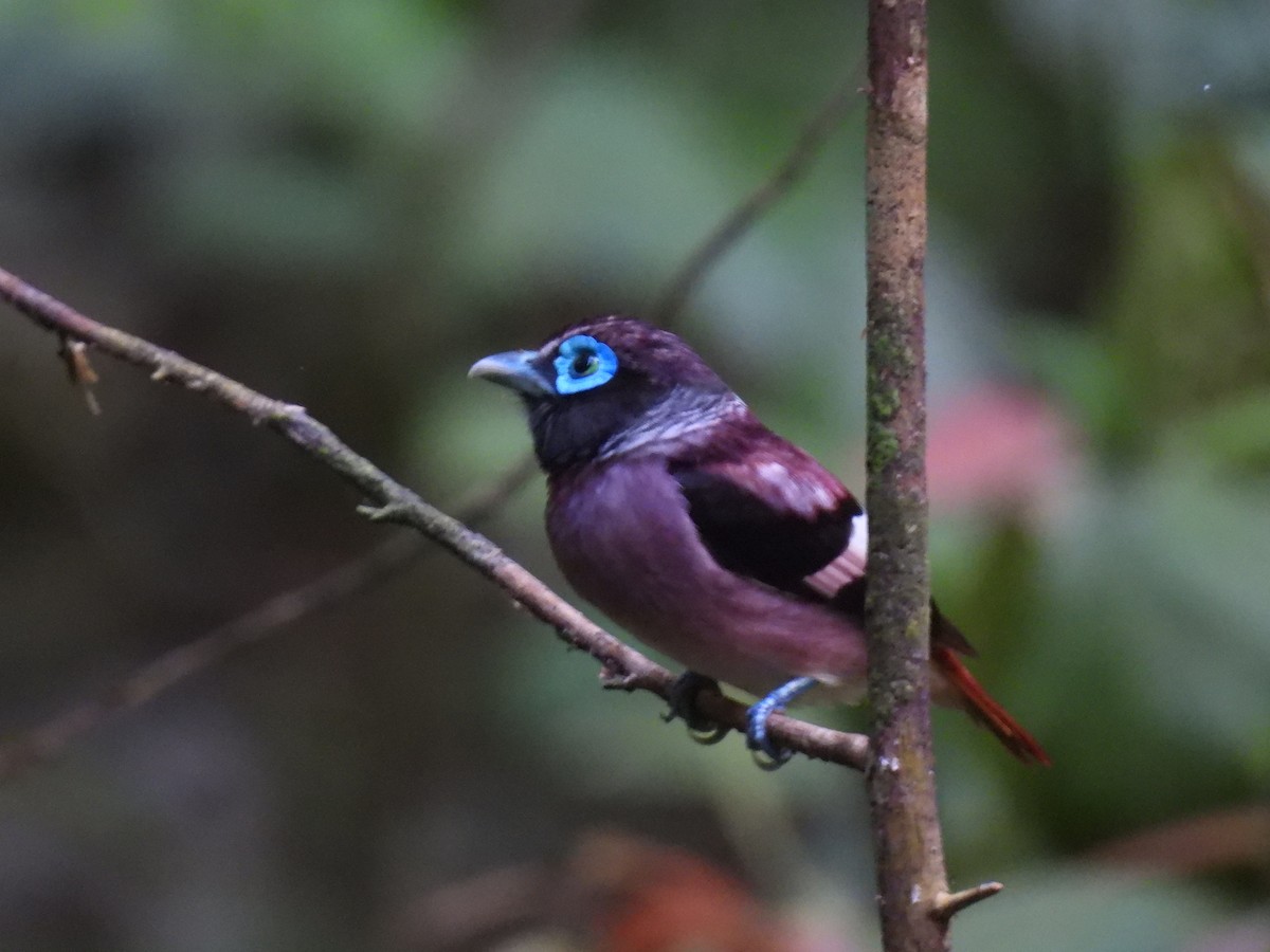 Visayan Broadbill - ML636709869