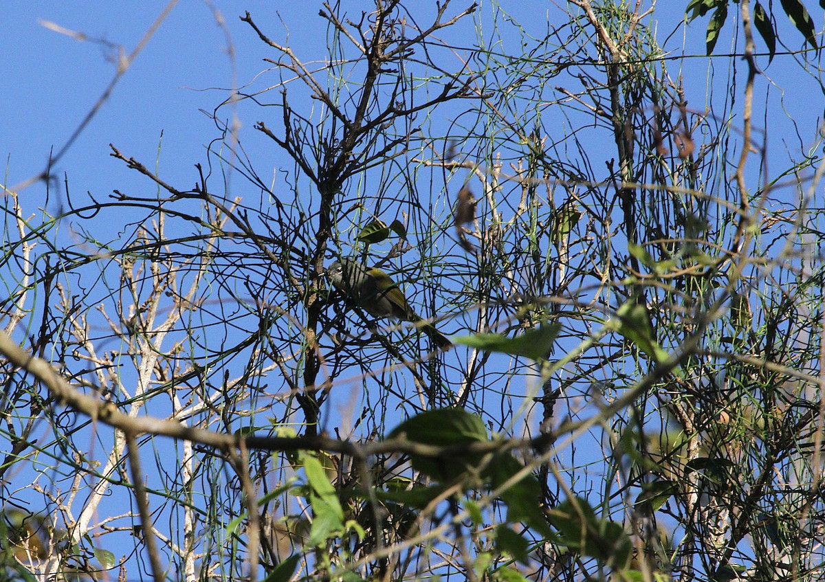Green-tailed Warbler - ML636709872