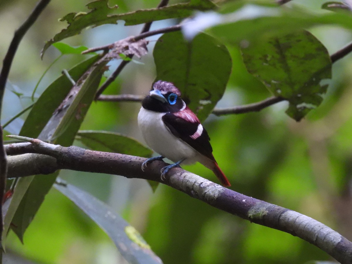 Visayan Broadbill - ML636709875