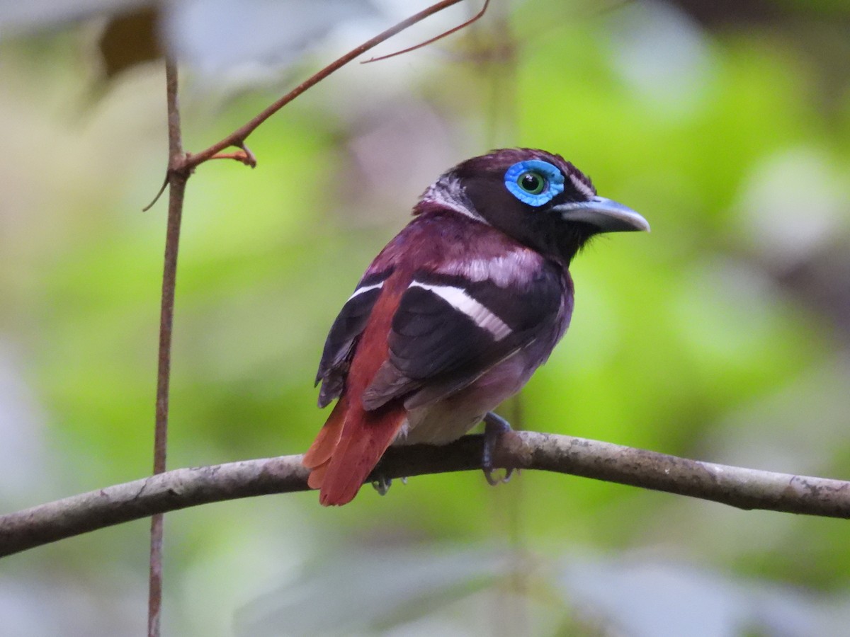 Visayan Broadbill - ML636709882