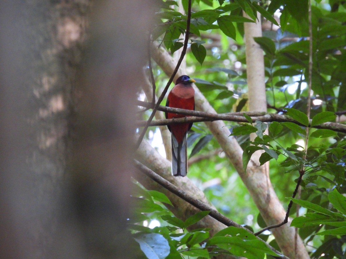 Philippine Trogon - ML636709890
