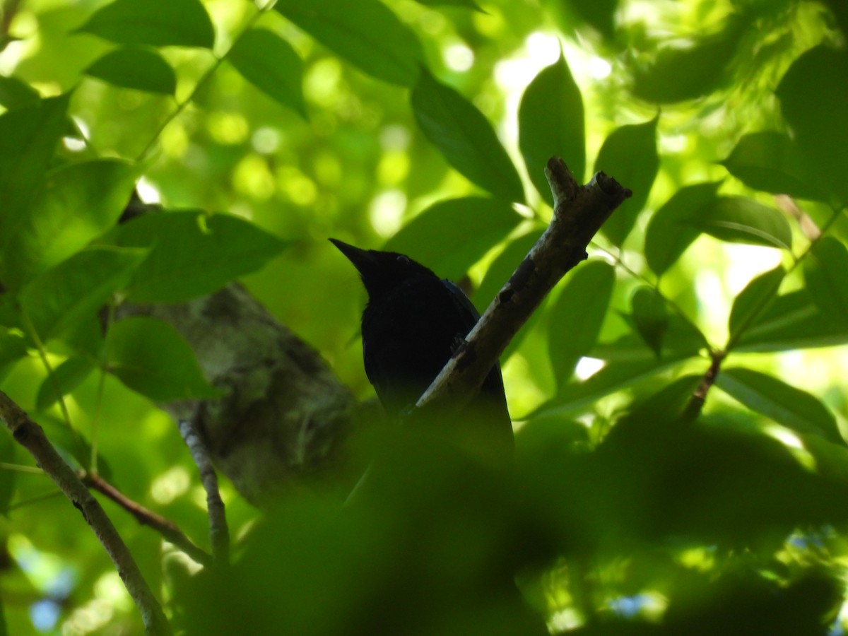 Short-tailed Drongo - ML636709956