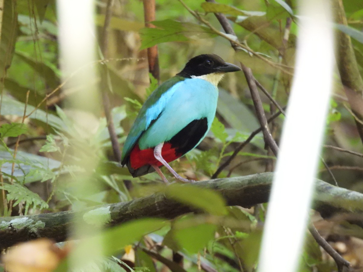 Azure-breasted Pitta - ML636709965