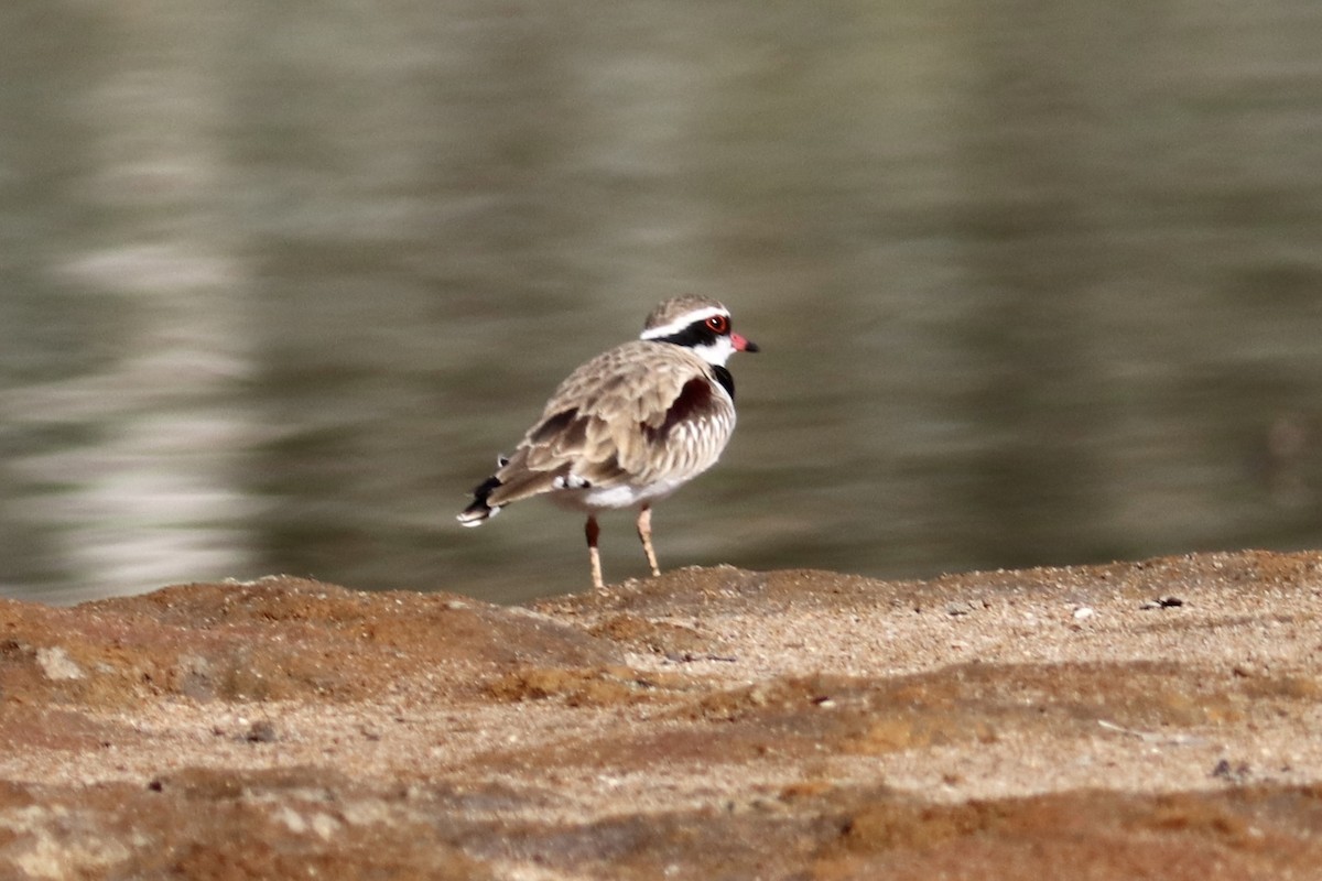 Black-fronted Dotterel - ML636709996
