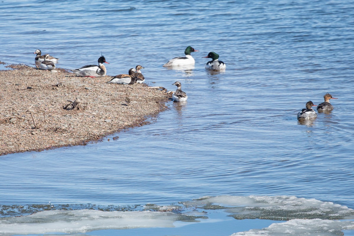 Long-tailed Duck - ML636710014