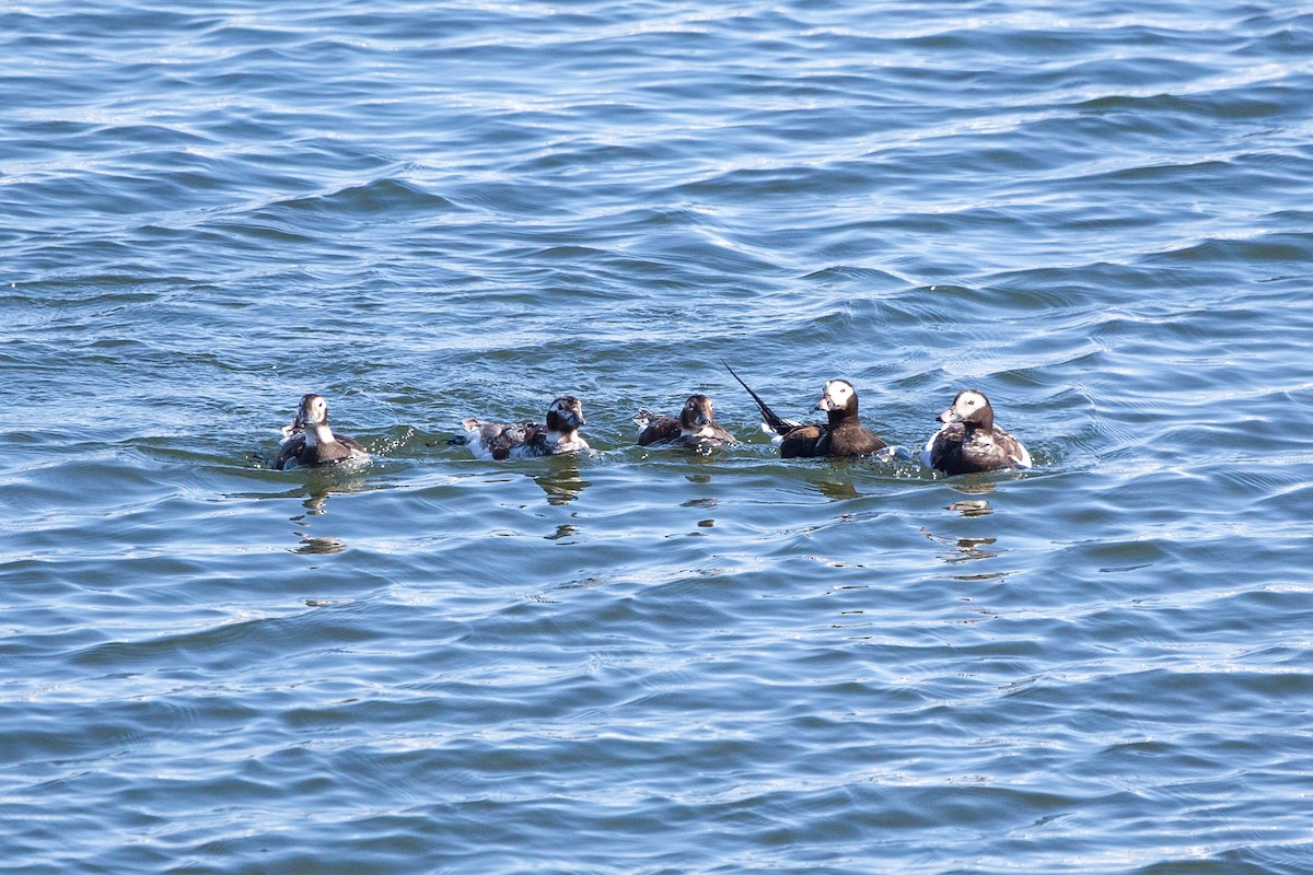 Long-tailed Duck - ML636710015