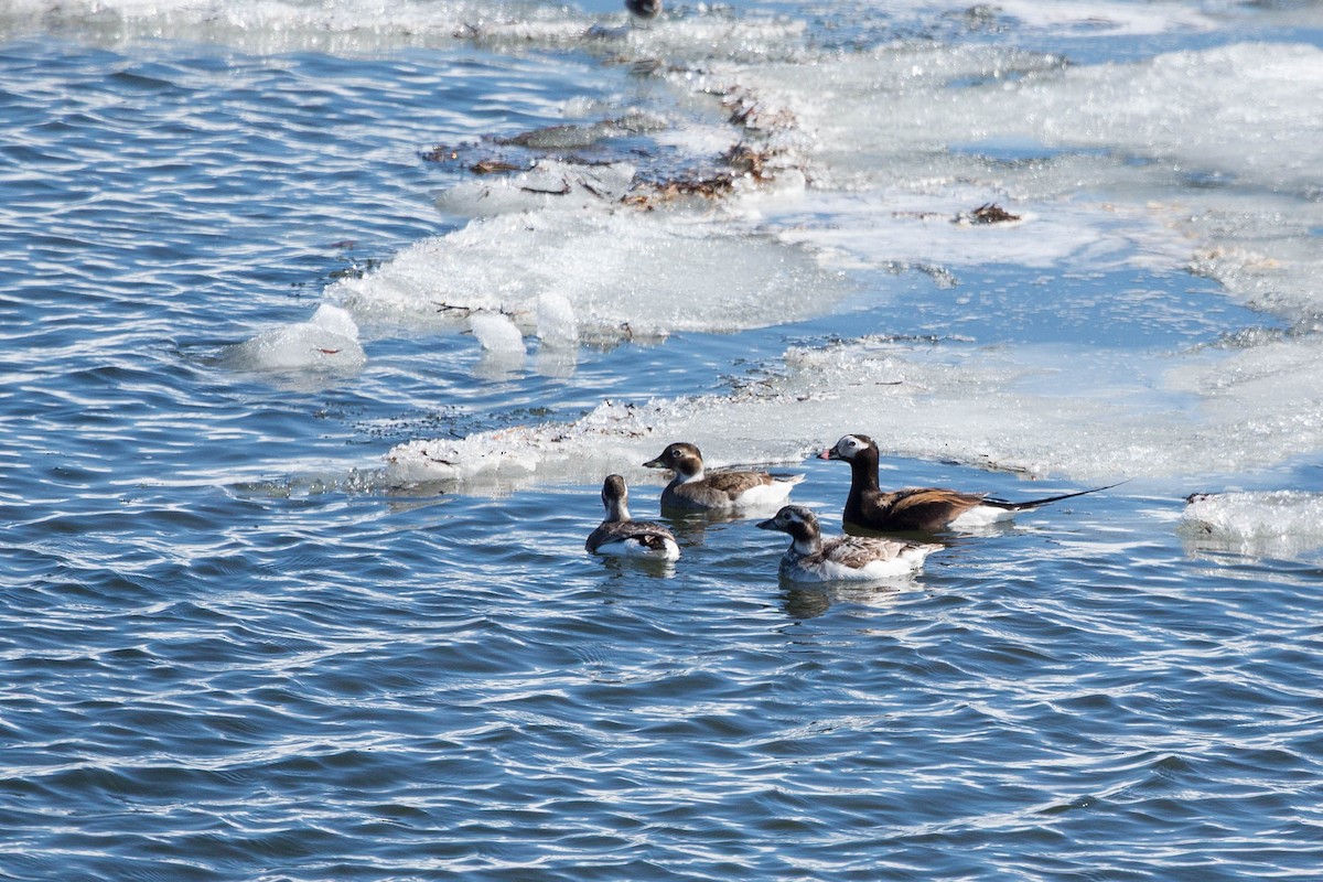 Long-tailed Duck - ML636710016