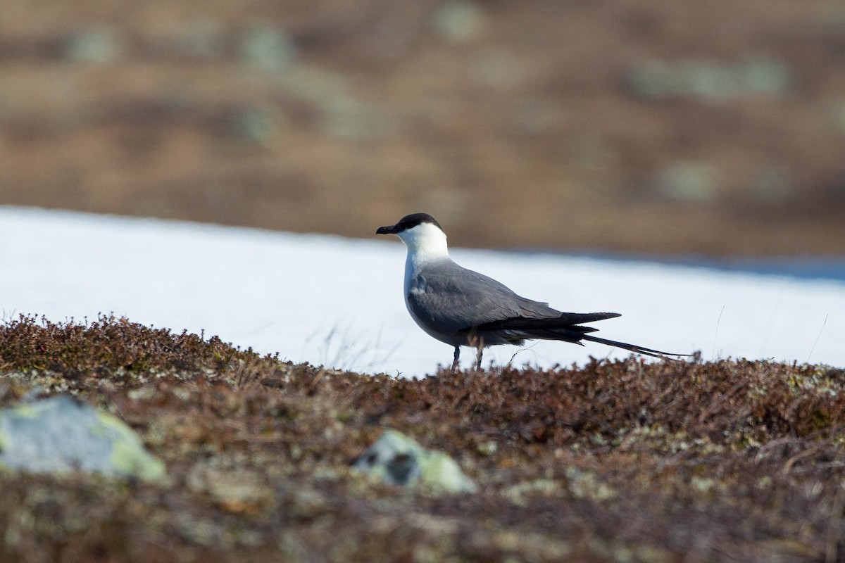 Long-tailed Jaeger - ML636710022