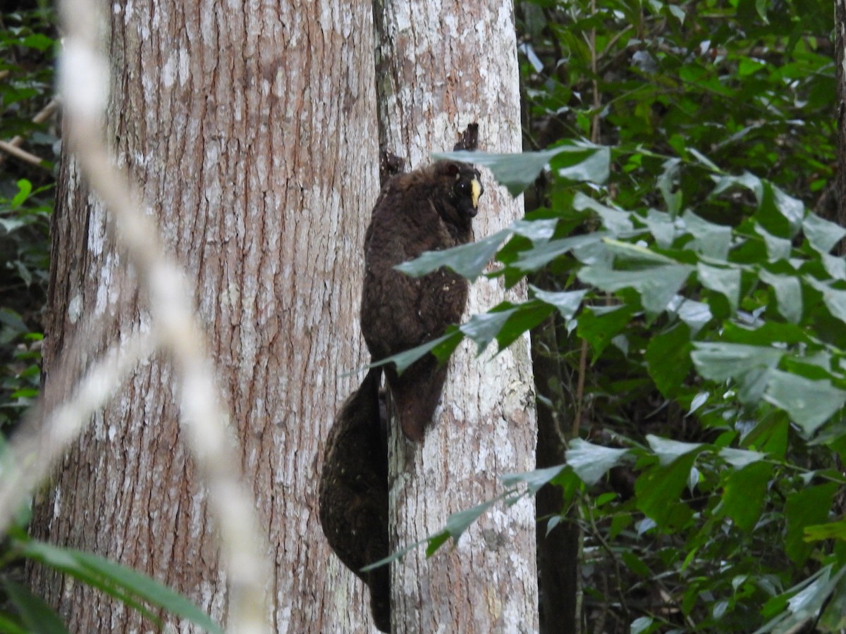Philippine Colugo - ML636710045