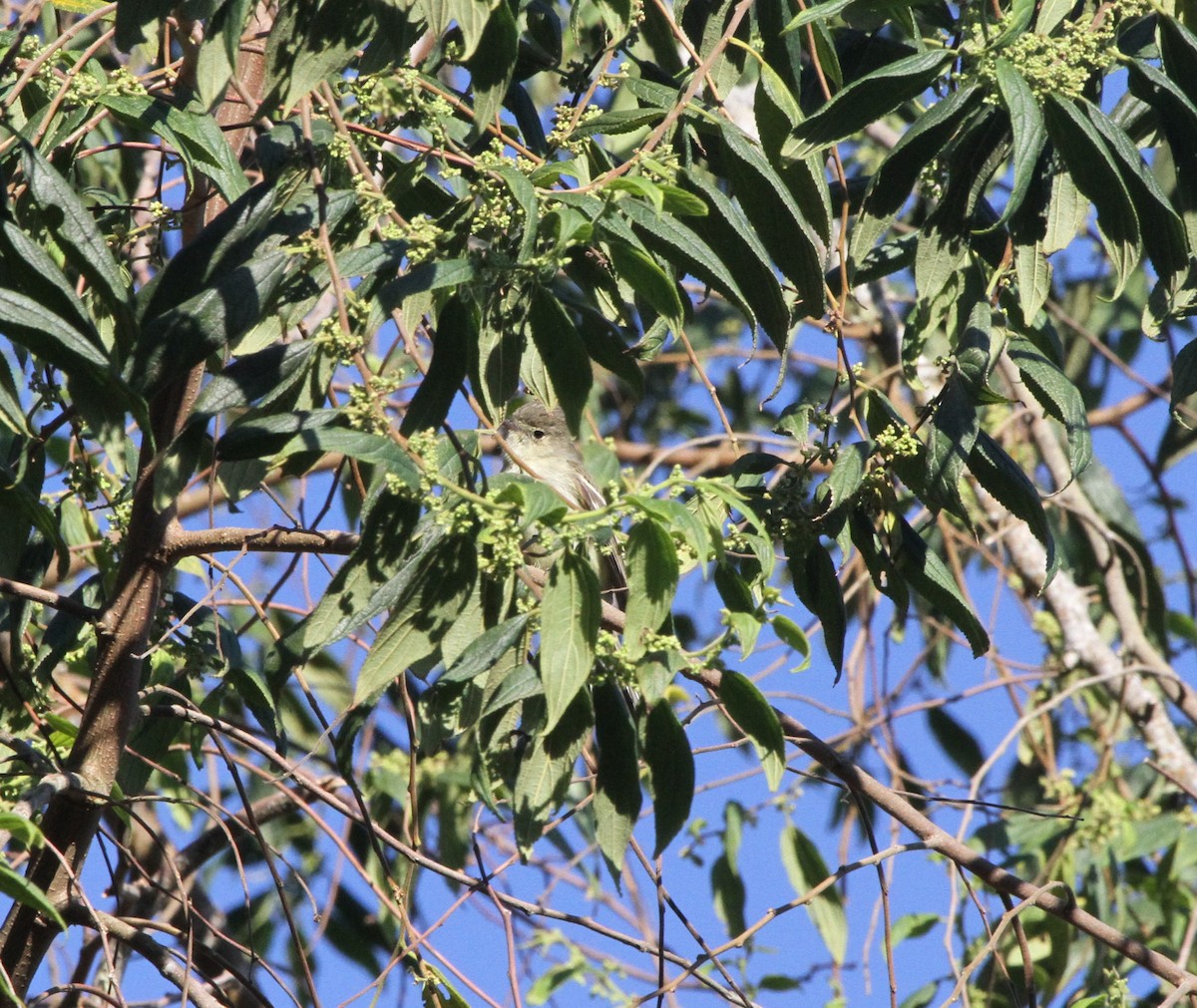 Greater Antillean Elaenia (Hispaniolan) - ML636710046
