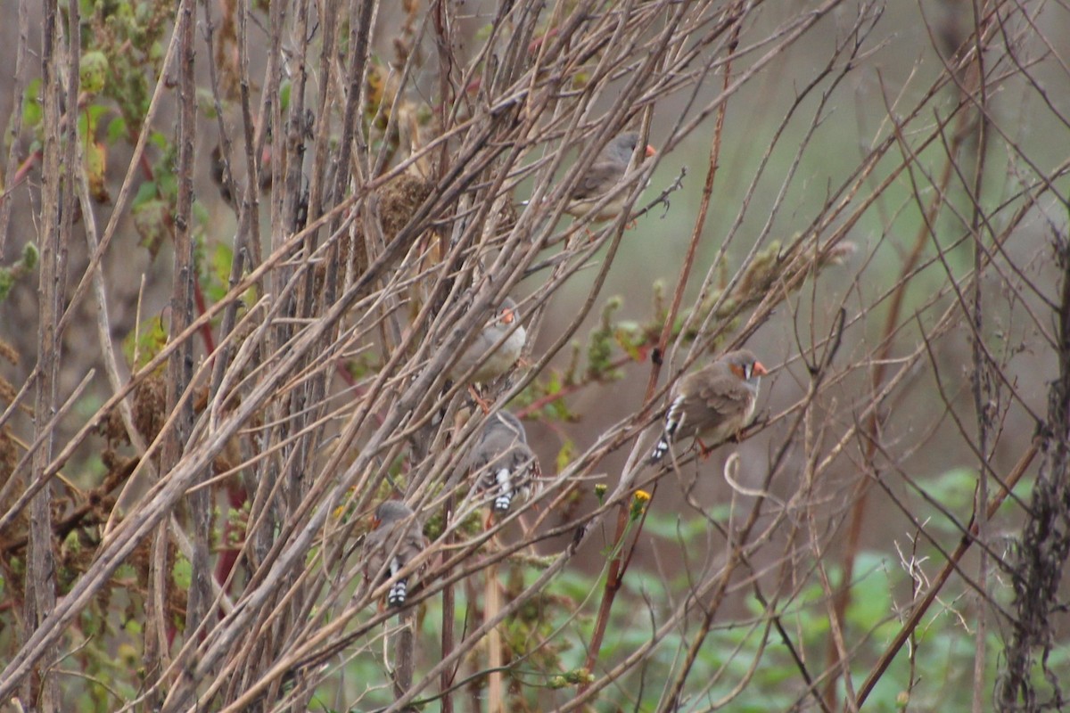 Zebra Finch (Australian) - ML636710073