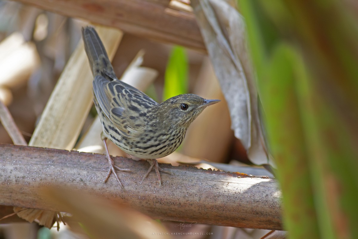Lanceolated Warbler - ML636710076