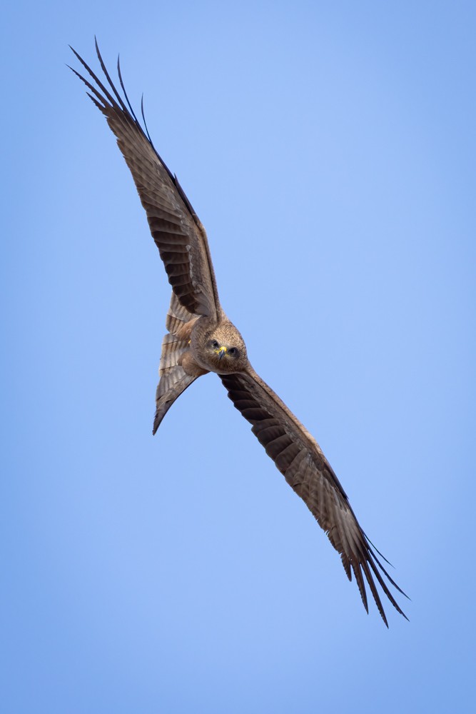 Black Kite - ML636710081