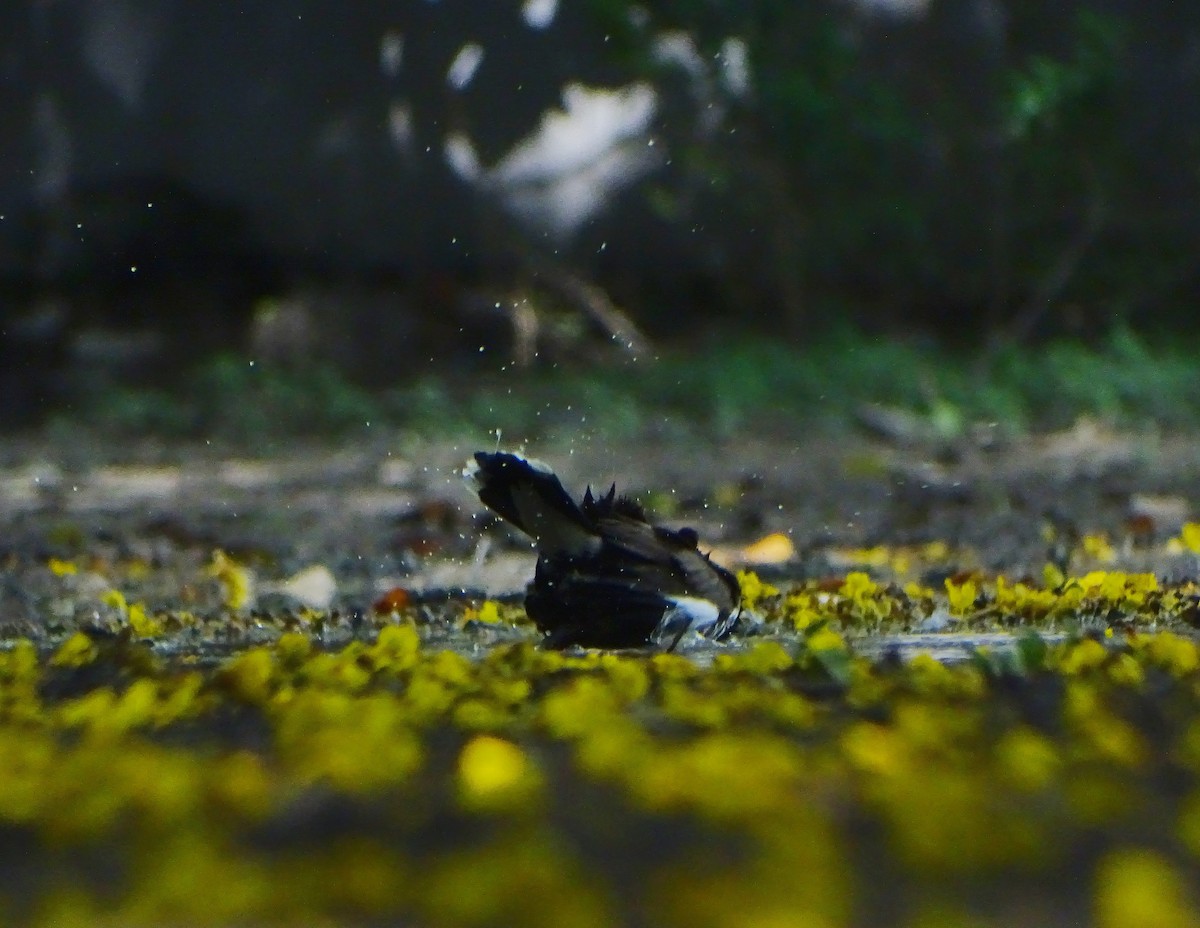 majna obecná - ML636710082