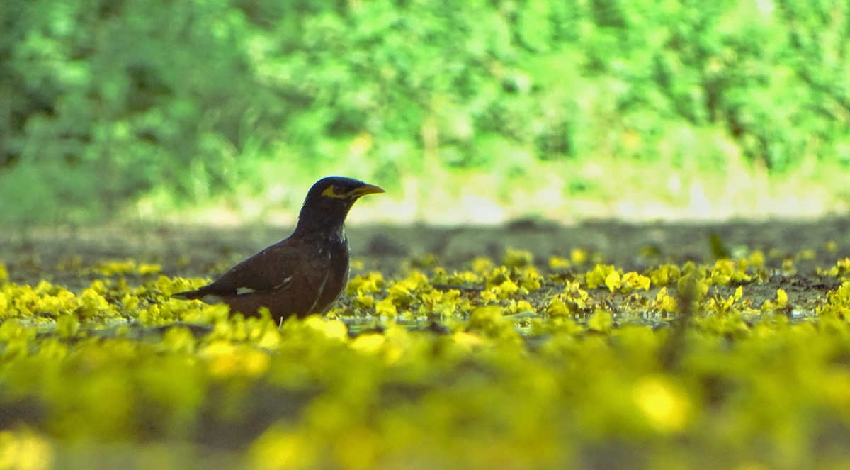 majna obecná - ML636710083