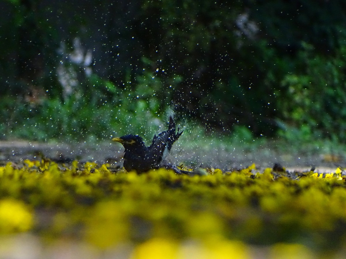 majna obecná - ML636710084