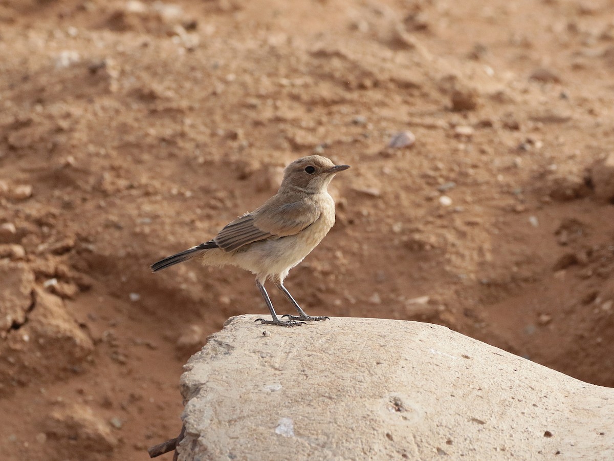 Red-rumped Wheatear - ML636710091