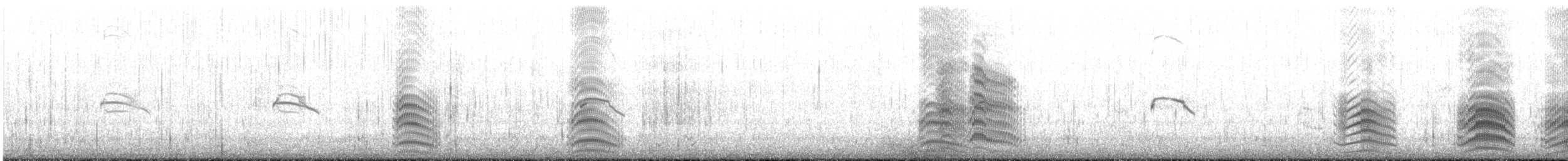Hartlaub's Gull - ML636710108