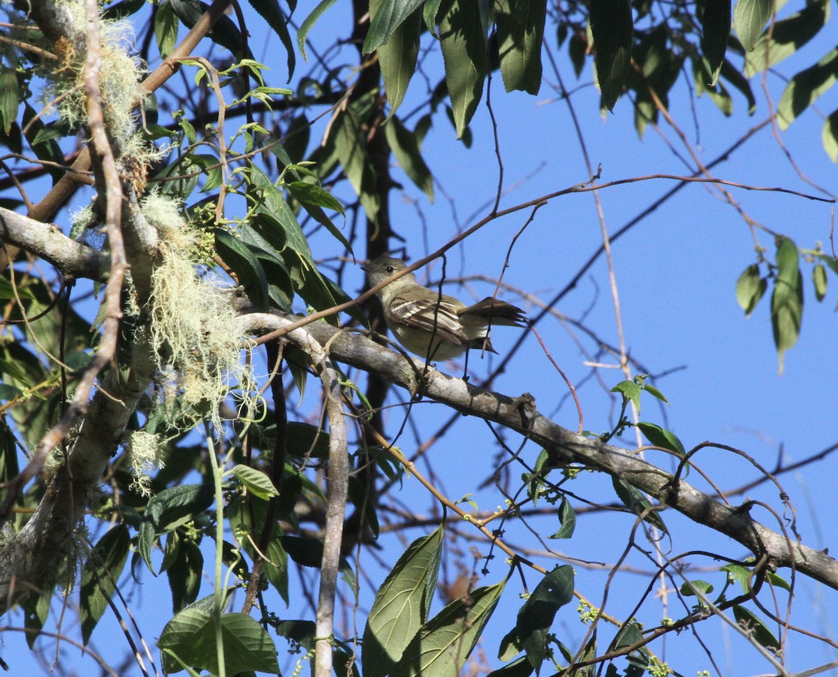 Greater Antillean Elaenia (Hispaniolan) - ML636710113