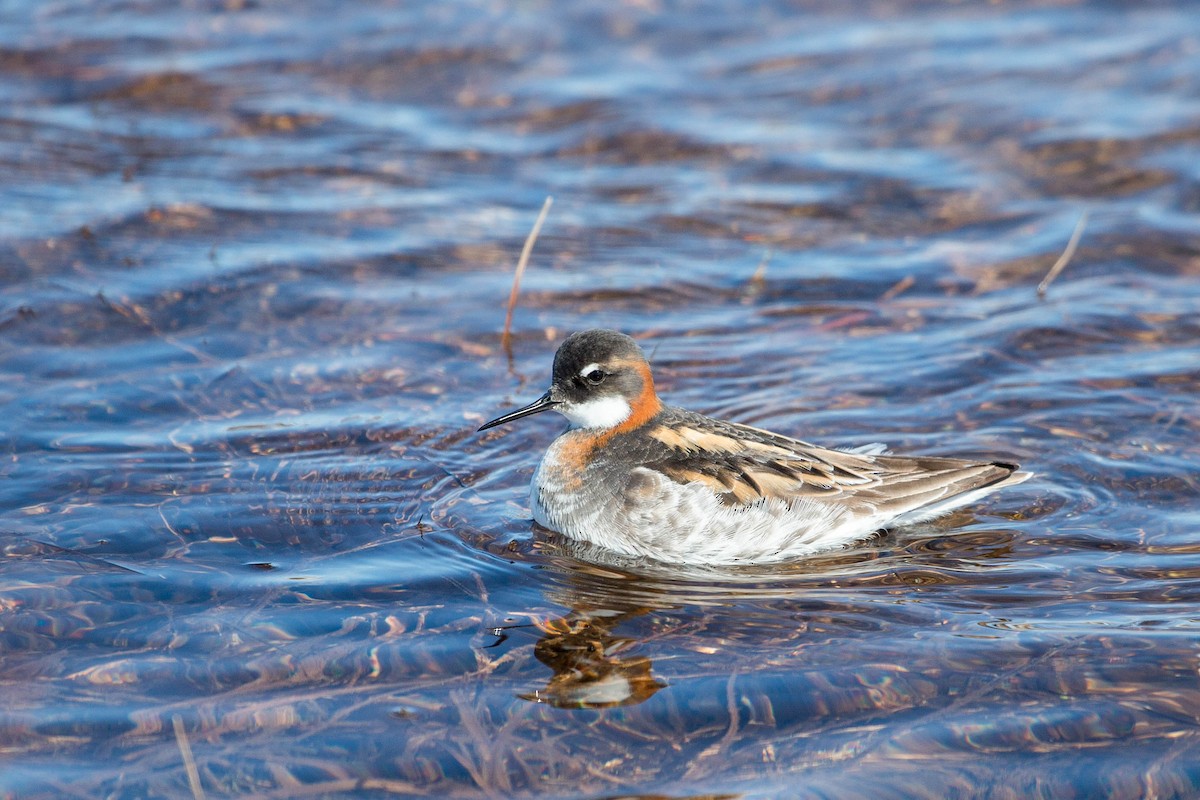 Red-necked Phalarope - ML636710114