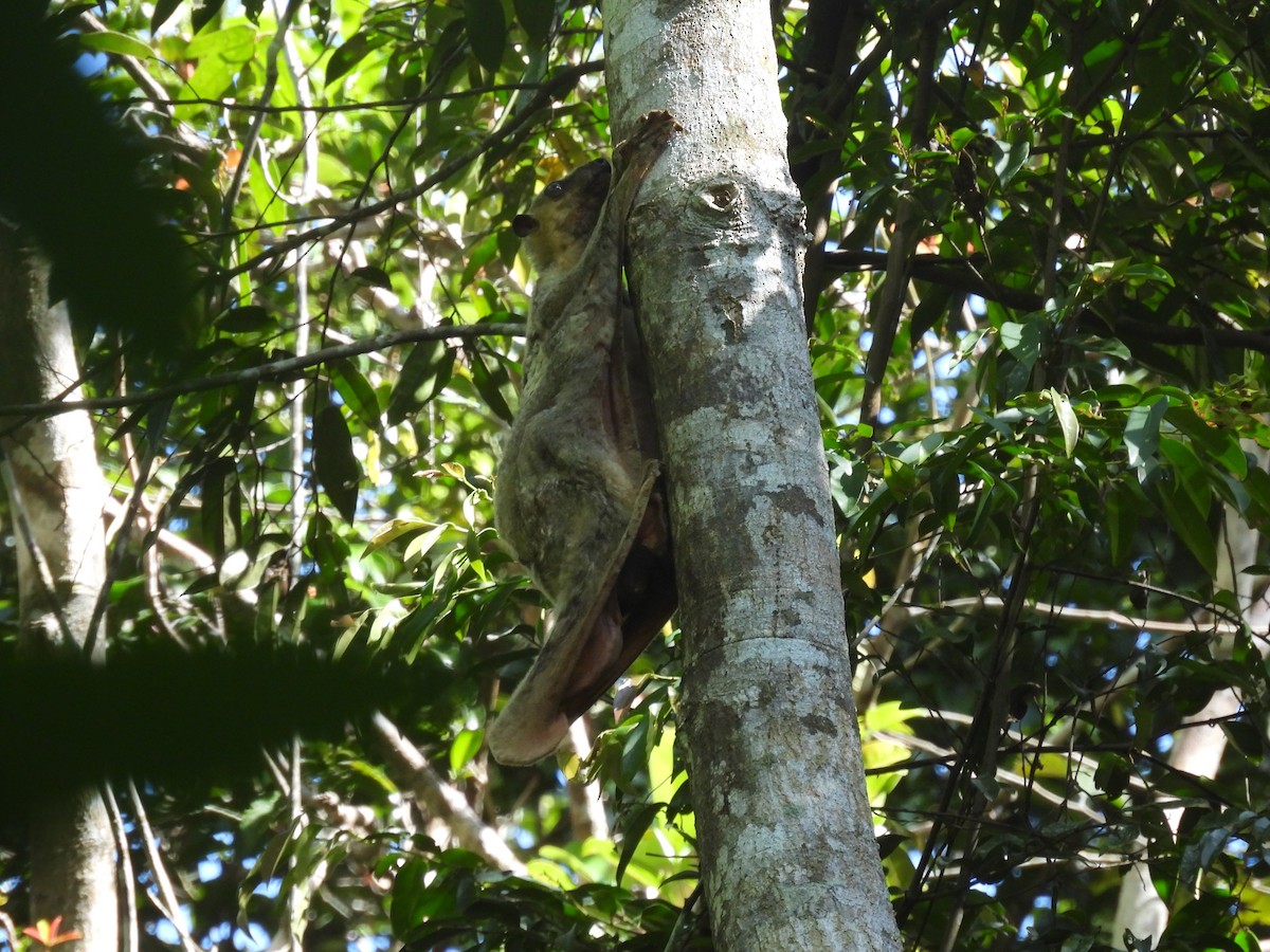 Philippine Colugo - ML636710164